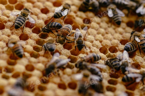 Preview: Closeup of bees on honeycomb