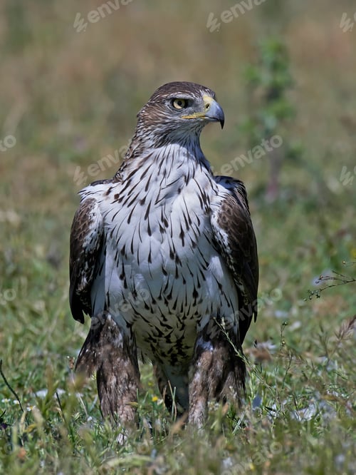 Preview: Bonellis eagle (Aquila fasciata)