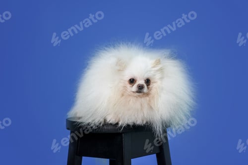 Preview: white spitz dog sitting on a black chair on a blue background in the studio