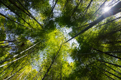 Preview: Bottom view of bamboo tree forest