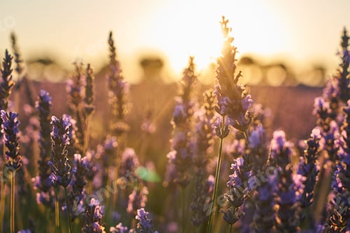 Preview: Lavender field at sunset