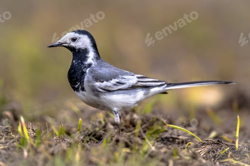 Preview: White wagtail in field
