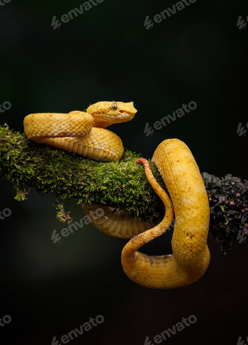 Preview: Eyelash Viper in Costa Rica