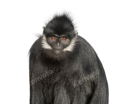 Preview: head shot of a François' langur, Trachypithecus francoisi, primate, isolated on white