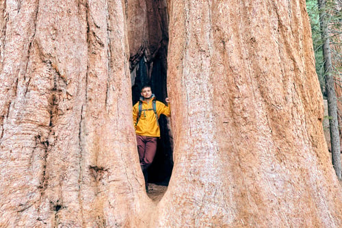 Preview: Tourist With Backpack Hiking In Sequoia National Park. California, United States.