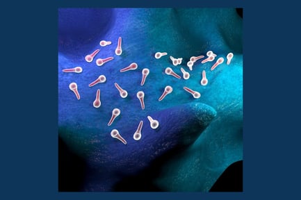 Preview: Tetanus Spores on Host Tissue