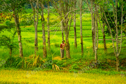 Preview: Beautiful morning view in Indonesia, panoramic landscape of rice fields