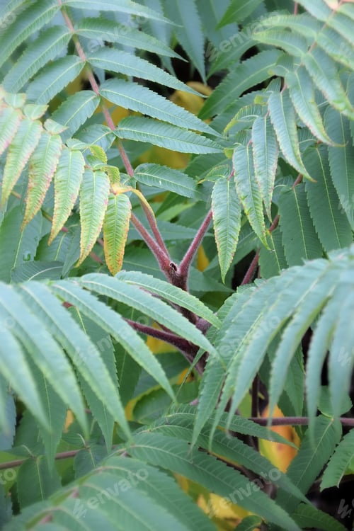 Preview: close up detail of a vinegar tree