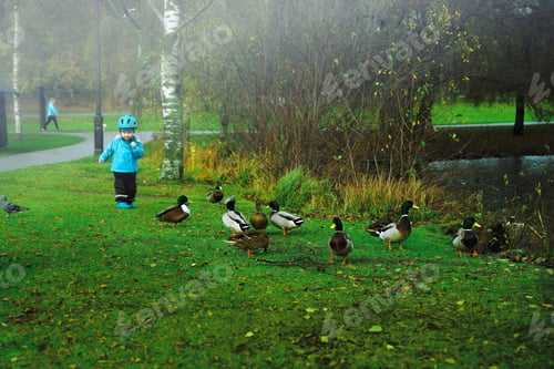 Preview: a flock of ducks on the shore of the lake in the autumn park