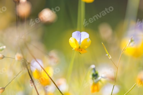 Preview: Wildflowers