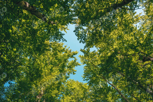 Preview: Looking up at the lush green treetops in deciduous forest with fraction of blue sky in the middle