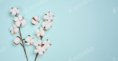 Preview: Cotton flower on a blue paper background, overhead. Minimalism flat lay composition