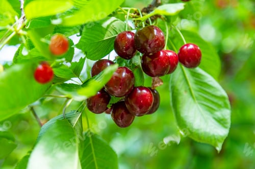 Preview: Ripe cherries on a tree branch