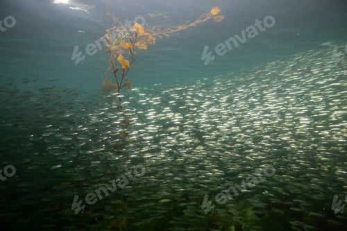 Preview: Underwater scene in the Pacific Ocean with a swarm of small fish swimming in the water