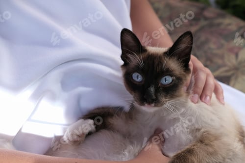 Preview: cute balinese cat laying and looking at viewer