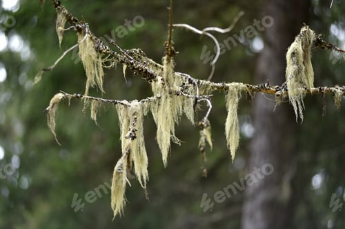 Preview: Usnea barbata, old man's beard hanging on a fir tree branch