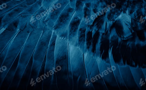 Preview: blue feather pigeon macro photo. texture or background