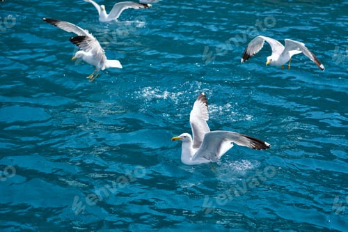 Preview: Seagulls (Larus michahellis) flies over the sea and hunting down fish