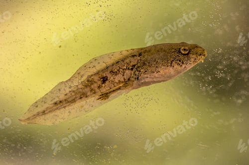 Preview: Swimming Tadpole of Phelophylax frog