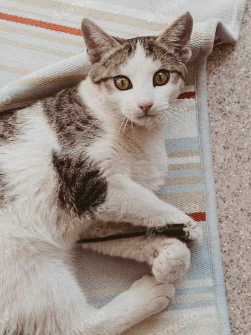 Preview: White cat with brown spots on wool plays on the floor with stick