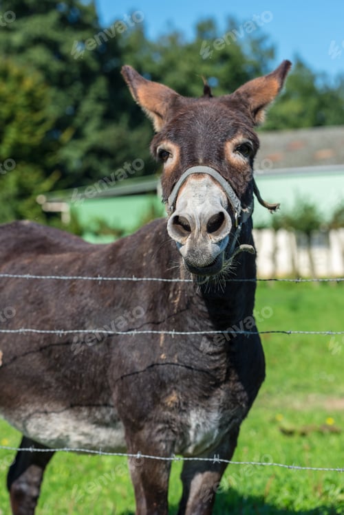 Preview: Brown donkey portrait in a summer day