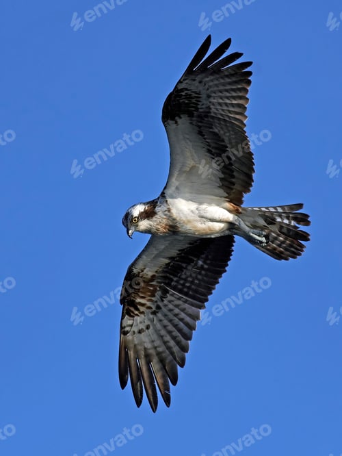 Preview: Osprey (Pandion haliaetus)