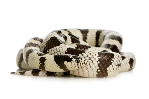 Preview: California Kingsnake - Lampropeltis getulus californiae