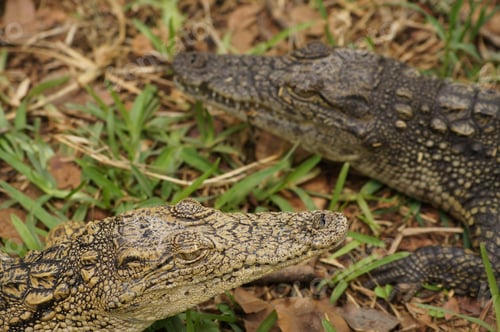 Preview: Alligators