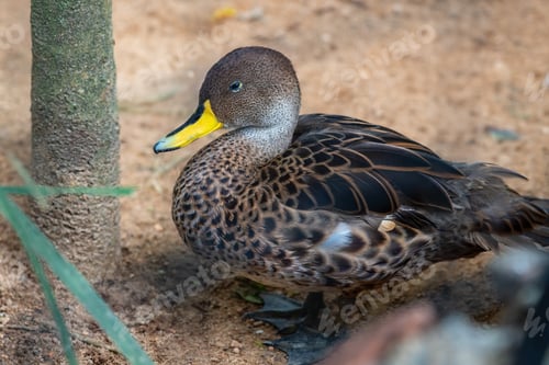 Preview: Yellow-billed Pintail (Anas georgica) - waterfowl