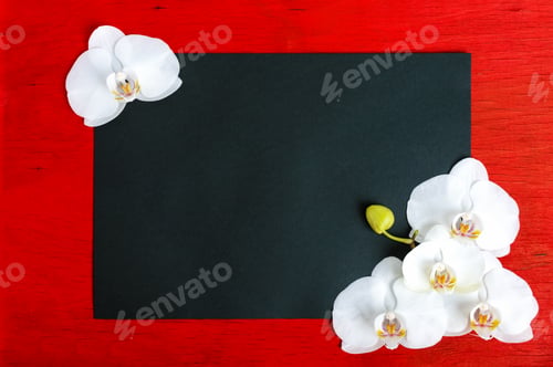 Preview: The black rectangle on a red wooden background decorated with white orchid
