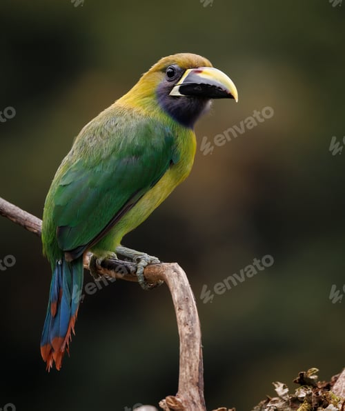 Preview: An Emerald Toucanet in Costa Rica