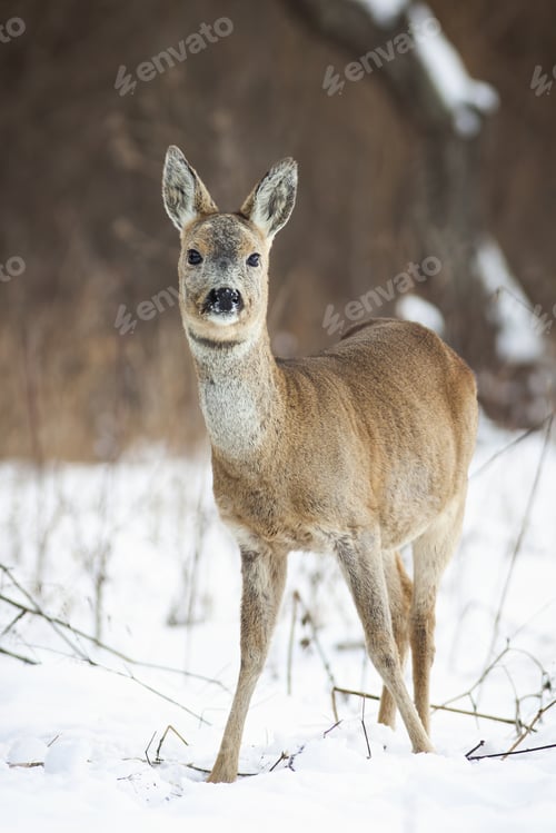 Preview: Cute roe deer doe standing on snow in winter from front view