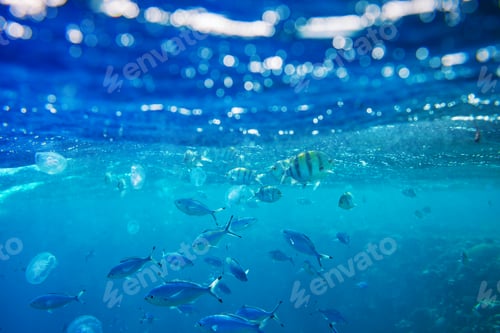 Vorschau: Fische unter Wasser