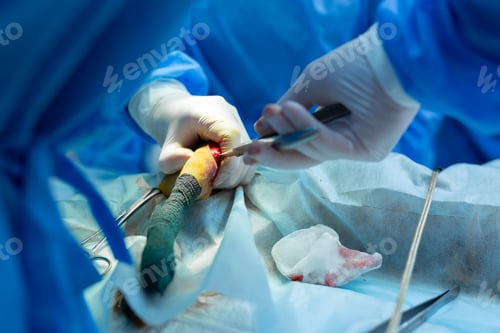Preview: Operation paws dog in a veterinary clinic