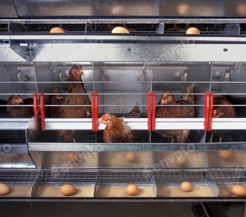 Preview: Chicken and eggs inside a chicken farm