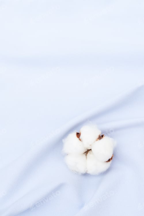 Preview: Raw cotton buds on cotton texture