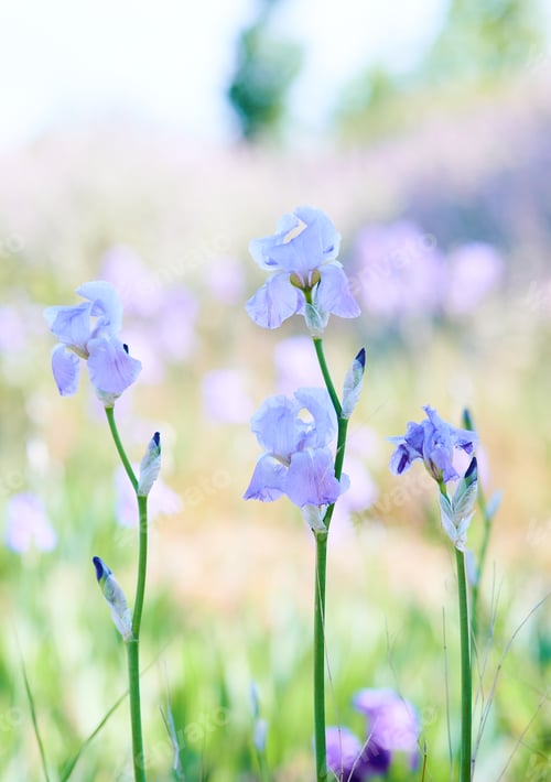 Preview: Delicate purple irises blooming in soft sunlight