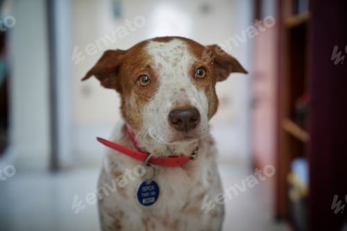 Preview: Close-up brown and white dog portrait
