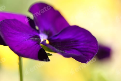 Preview: violet
