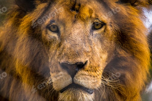 Preview: An angry lion at the Nairobi orphanage, Kenya