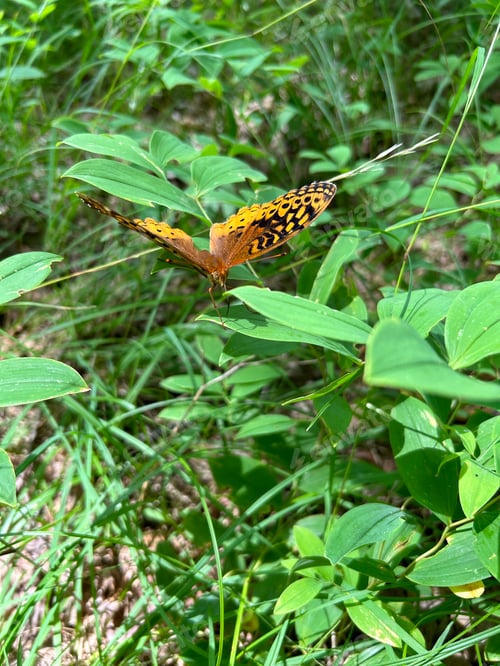 Preview: Vibrant greater fritillary butterfly on the leafy edge of a lush green shrub