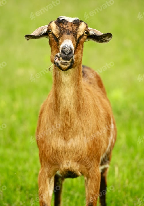 Preview: Goat