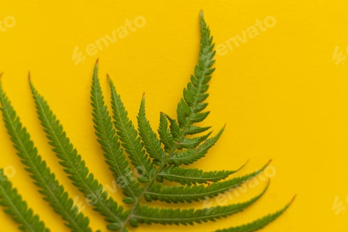 Preview: macro view of fern leaf, abstract nature organic backgrounds