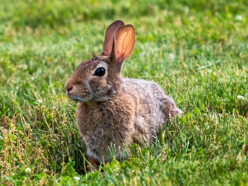 Preview: Closeup shot of bunny rabbit with brown fur laying in the grass
