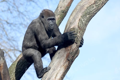 Preview: Close up shot of western lowland gorilla (Gorilla Gorilla Gorilla)