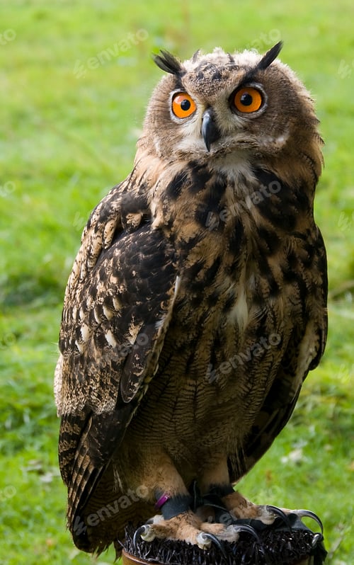 Preview: owl