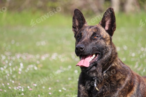 Preview: Selective focus shot of a dutch shepherd dog with tongue out in the park