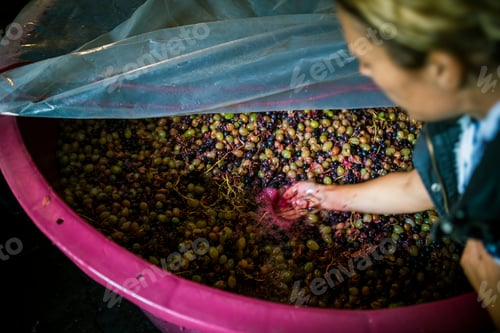 Preview: Over the shoulder view of woman inspecting grapes in pink vineyard vat