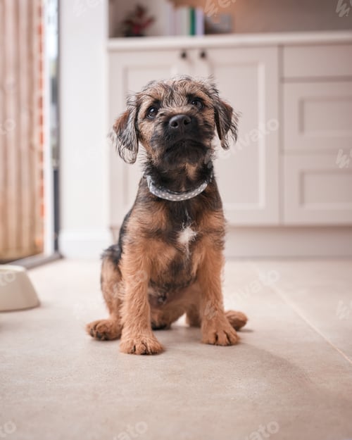 Preview: Cute Border Terrier Puppy Sitting On Kitchen Floor At Home