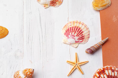 Preview: Close up photo of brown notepad with sea shells on wooden planks closeup